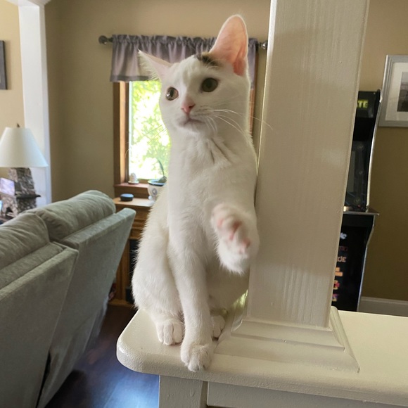 Meet Akari the Cresent Moon Calico😻🐾 - Picture 12 of 16